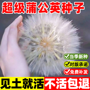超级蒲公英种子易种活多年生宿根室外庭院巨型鸦葱婆罗门参种籽孑