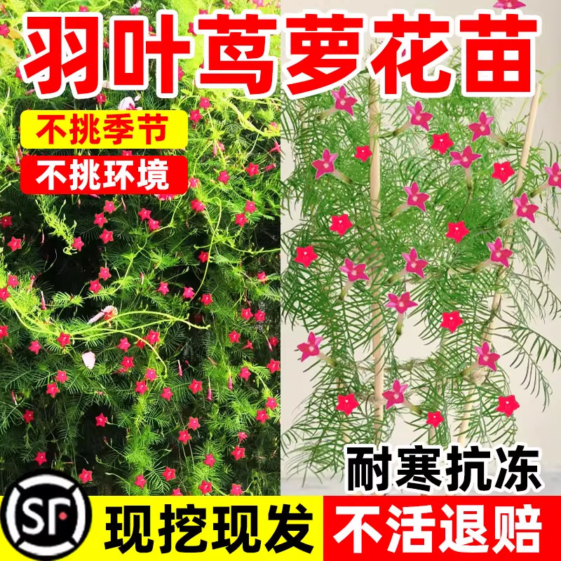 羽叶茑萝花苗四季五角星花卉大苗盆栽爬藤植物室内外阳台庭院易活