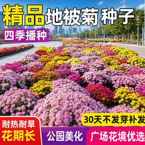 地被菊种子耐寒宿根矮生荒地