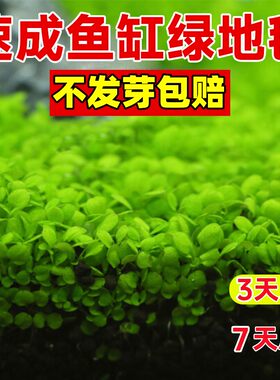 水草种子水草泥生态家用创意鱼缸