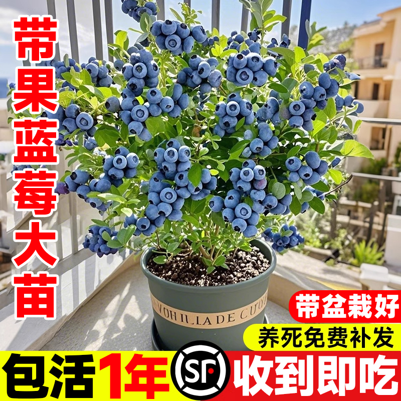蓝莓树果苗带果正宗云南25号蓝莓