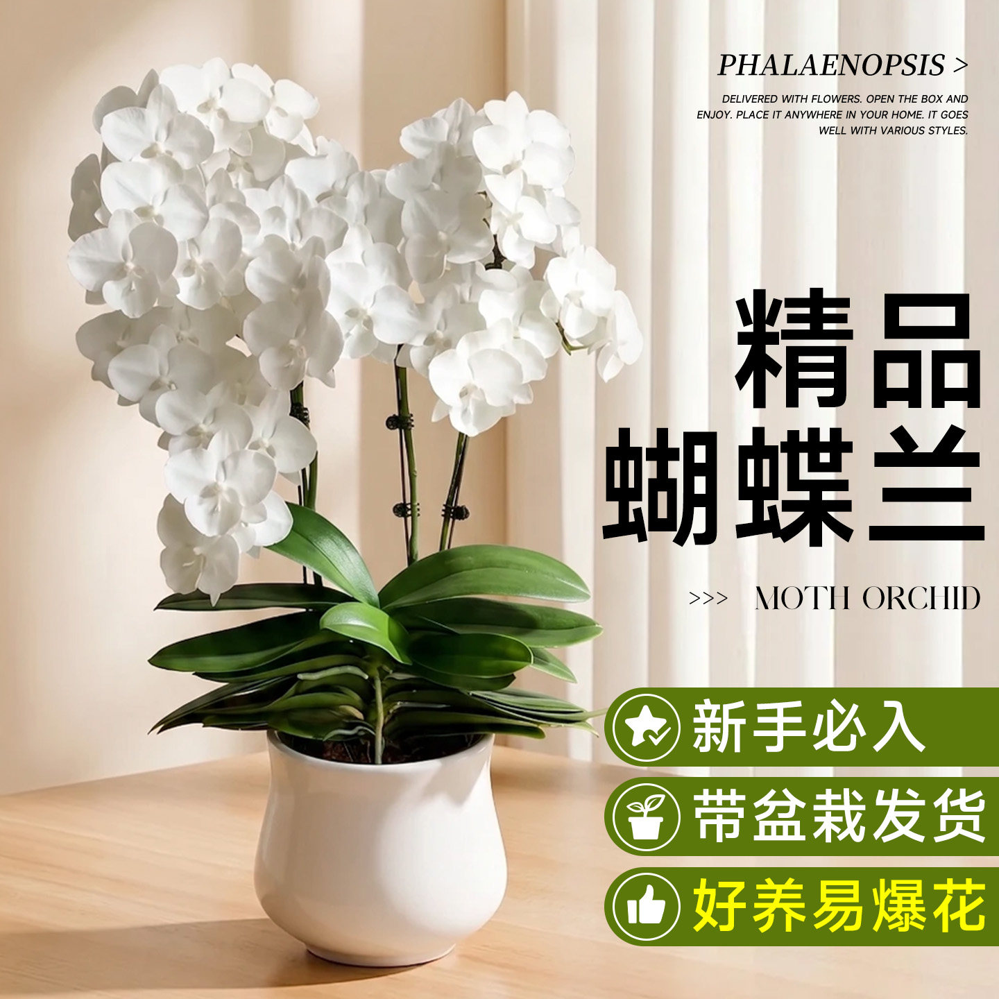蝴蝶兰盆栽花盆专用带花瓶花苗带