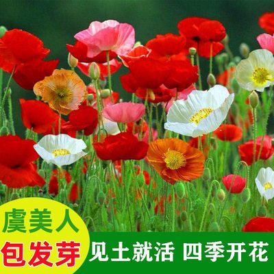 风畔四季开花多年生花籽易活