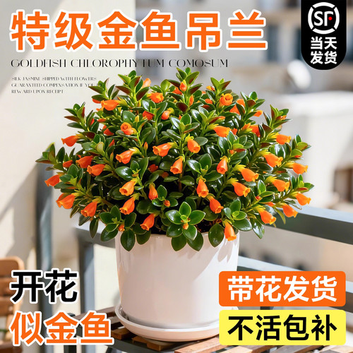 金鱼吊兰盆栽带花苞金鱼花四季室