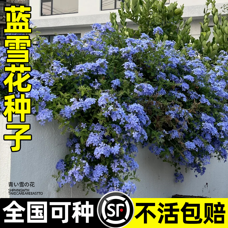 蓝雪花种子四季开花易活多年生花