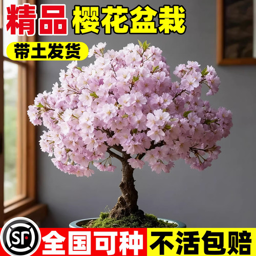 日本樱花矮化盆栽花卉绿植