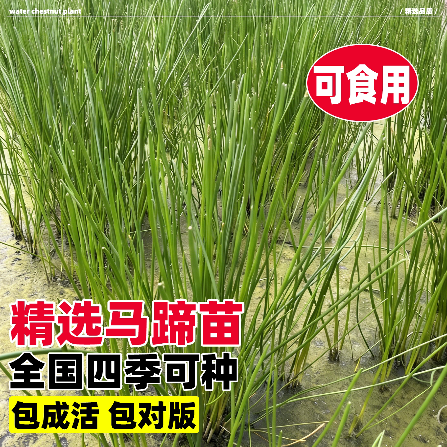马蹄荸荠高产正宗广西桂林荔浦芋图片