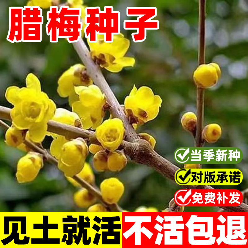 腊梅种子籽素黄心腊梅树种子狗牙梅榆叶梅珍珠梅乌梅树红梅花种子