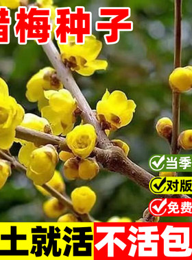 腊梅种子庭院护坡种植