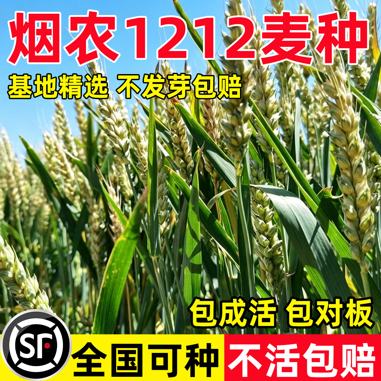 烟农1212麦种国审抗病抗倒高产优