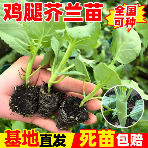 鸡腿芥兰苗四季高产脆甜芥蓝秧苗