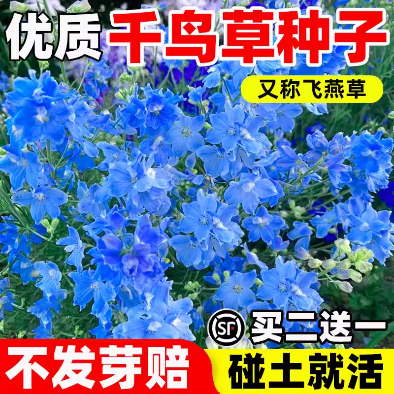 千鸟草花种籽四季开花易成活小花