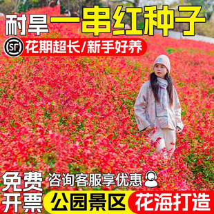 正宗矮一串红种子矮串红高串红四季播种种籽易种活耐寒串串红花籽