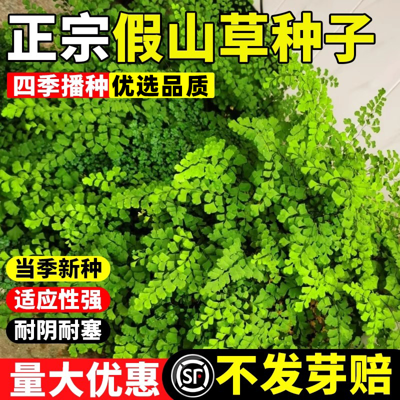 假山草种子吸水石珍珠草盆景花草
