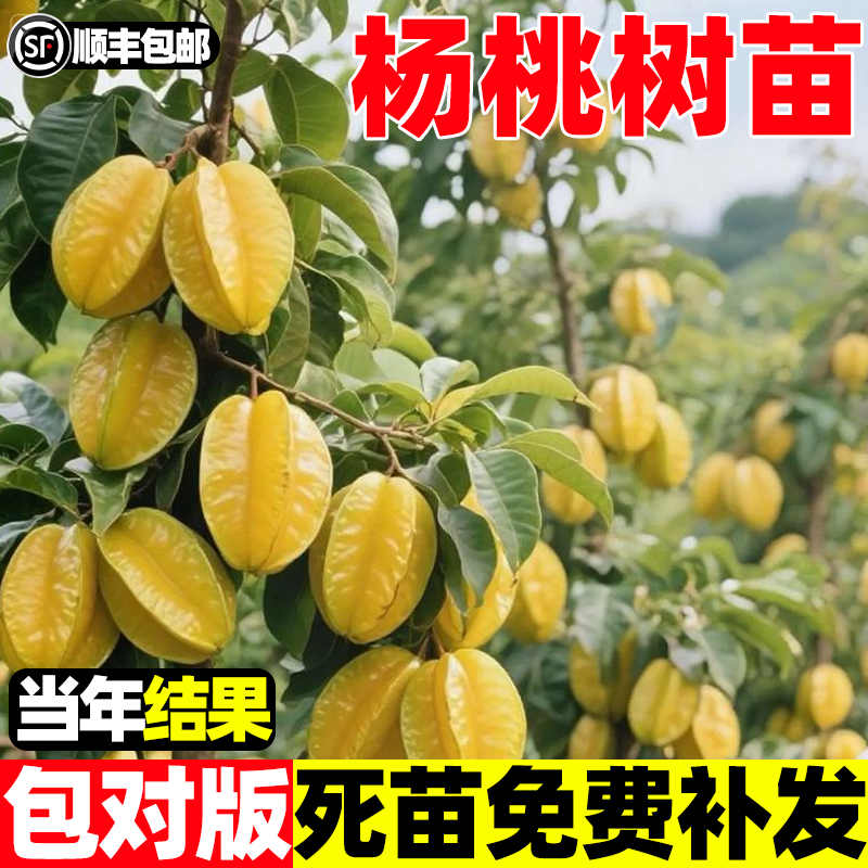 杨桃树苗嫁接四季泰国红杨桃马来