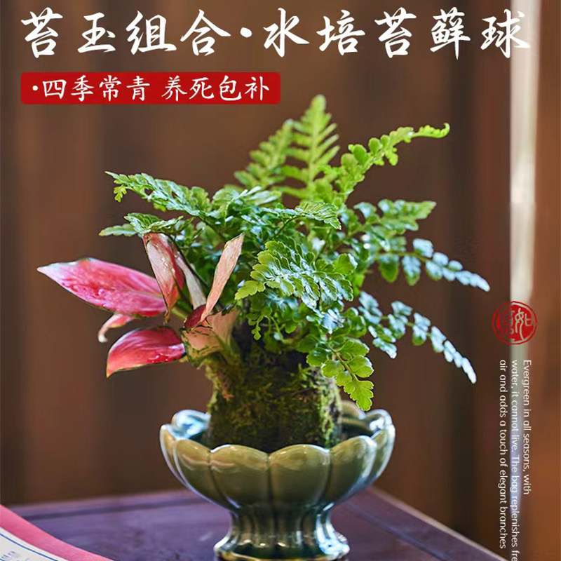 水培苔藓球植物室内好养懒人客厅桌面绿植水养小盆景小盆栽微景观