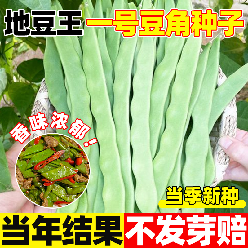 地豆王一号种子籽高产型肉厚条长扁豆春秋播耐热耐寒长豆角种籽孑