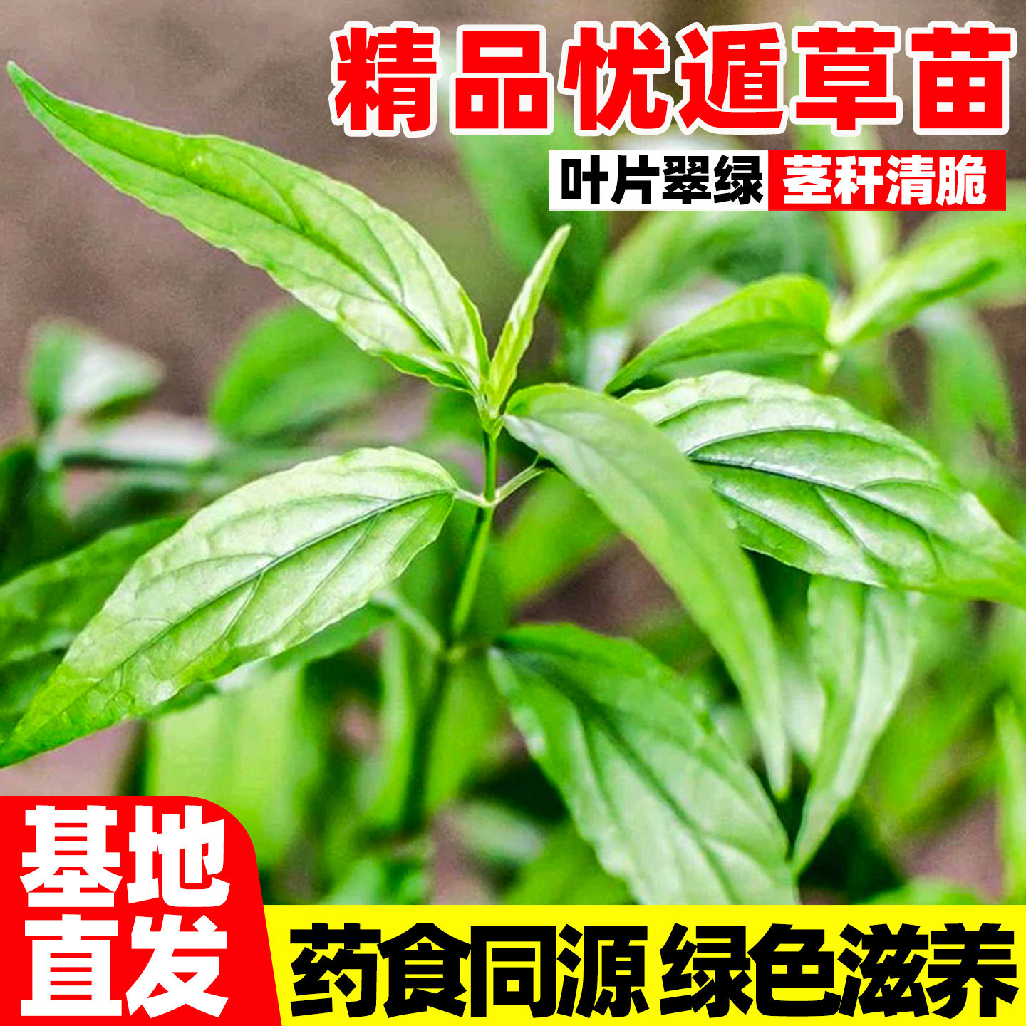 忧遁草苗正宗优盾草鳄嘴花黎王草接骨草室内阳台庭院绿植盆栽花卉