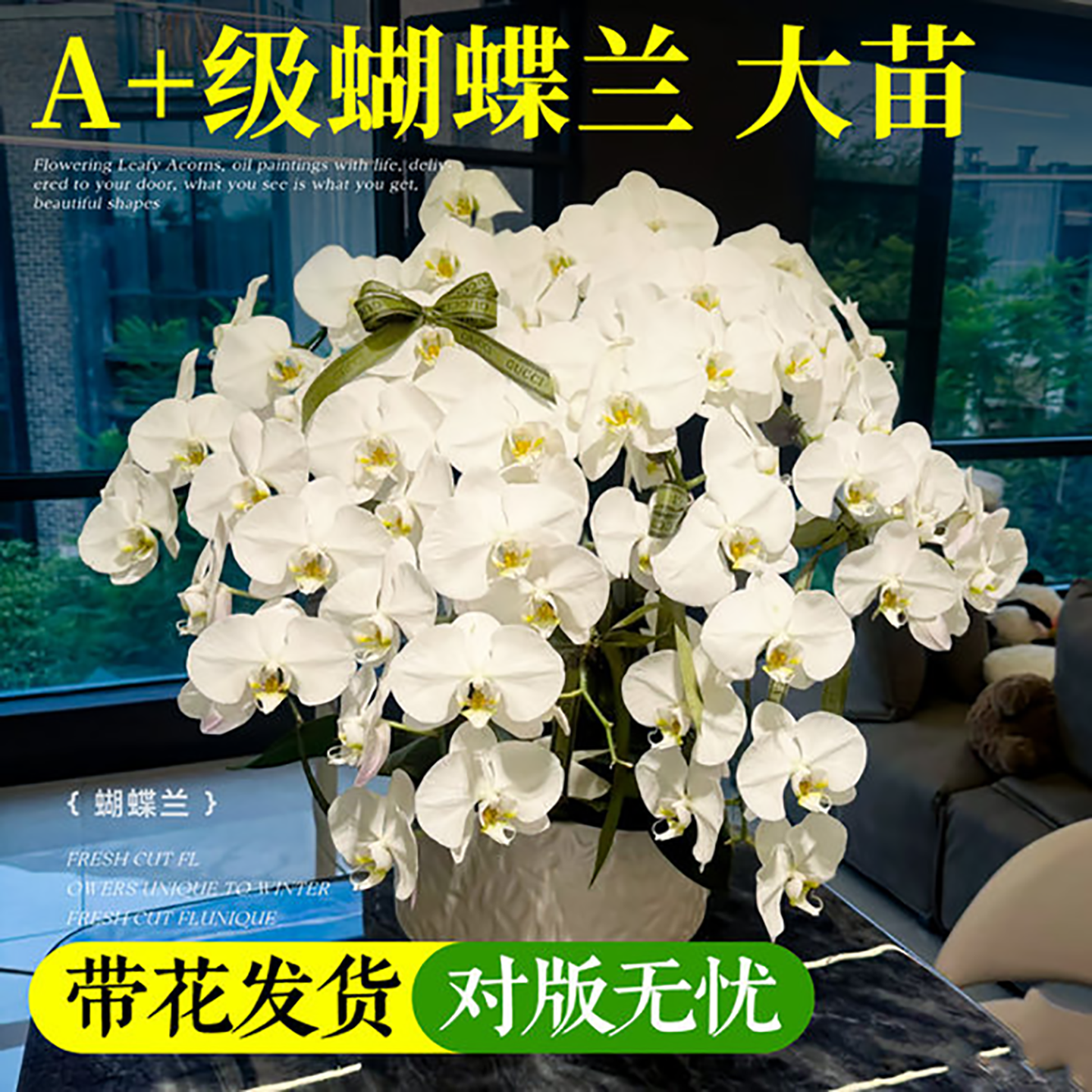 蝴蝶兰带花苞盆栽室内带花剑花苗