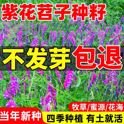 光叶紫花苕子种籽长柔毛野豌豆种