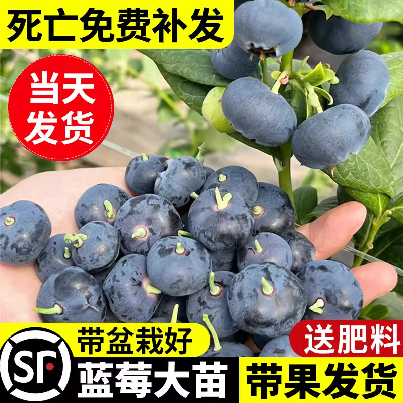 蓝莓树果苗盆栽带大果蓝梅苗