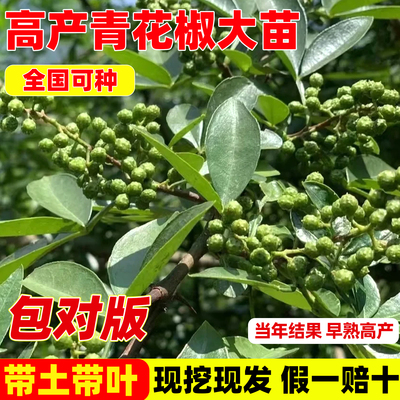 正宗花椒树苗汉源藤椒树麻椒