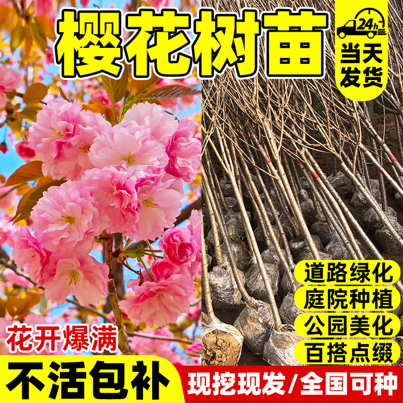 樱花树苗庭院大树耐寒矮化晚樱图片