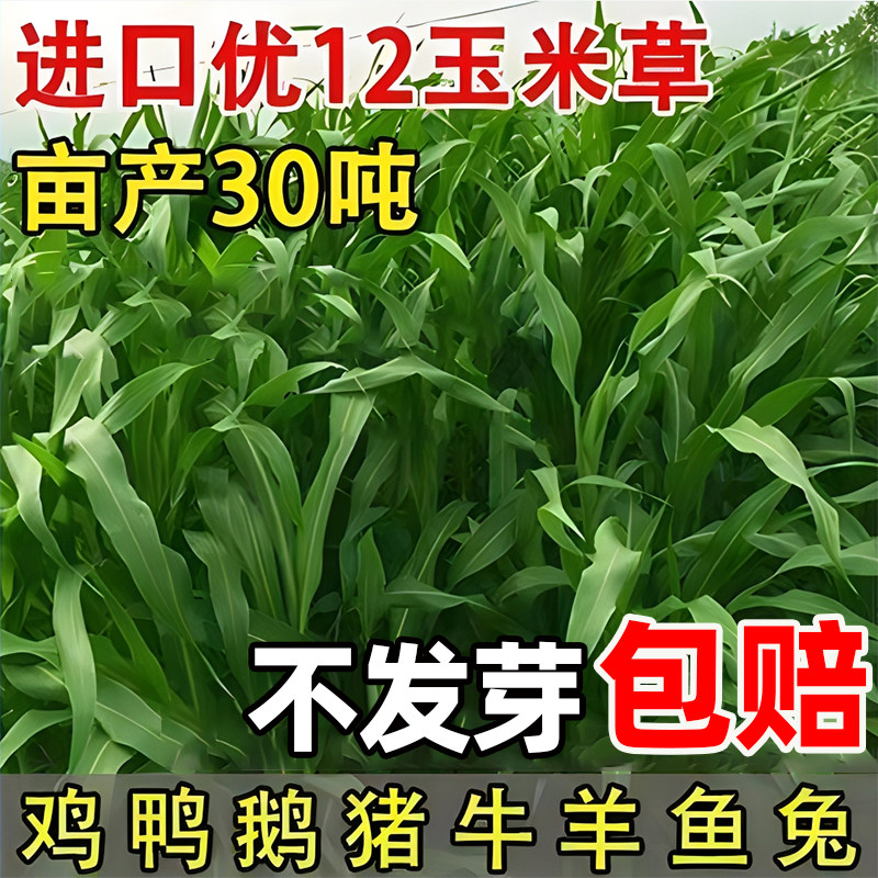 玉米草种籽进口阔叶墨西哥玉米草鸡鸭鹅牛羊鱼草种子四季高产牧草