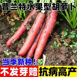 普兰特A-1水果胡萝卜种子甜脆大田种植四季易活水果大胡萝卜种孑