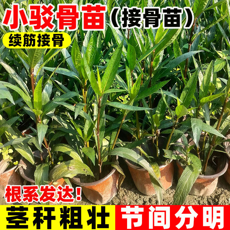 小驳骨苗中草药紫红梗小接骨