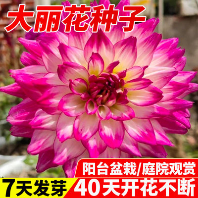 大丽花种籽四季开小子易养