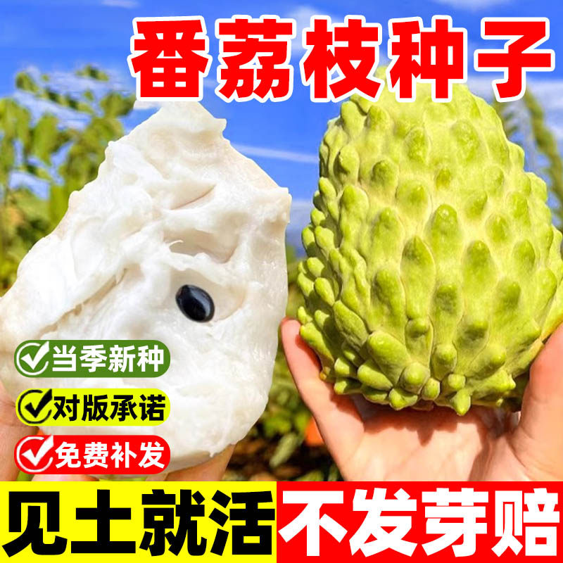 番荔枝种子释迦果四季种植水果庭院阳台盆栽易活高产大番荔枝种子,鲜花速递/花卉仿真/绿植园艺,家庭园艺种子,淘宝优惠券,粉丝福利购,淘宝优惠卷