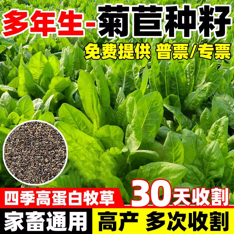 将军大叶菊苣草种籽四季养殖多年生牧草种子猪鸭鹅鸡兔牛羊猪草孑