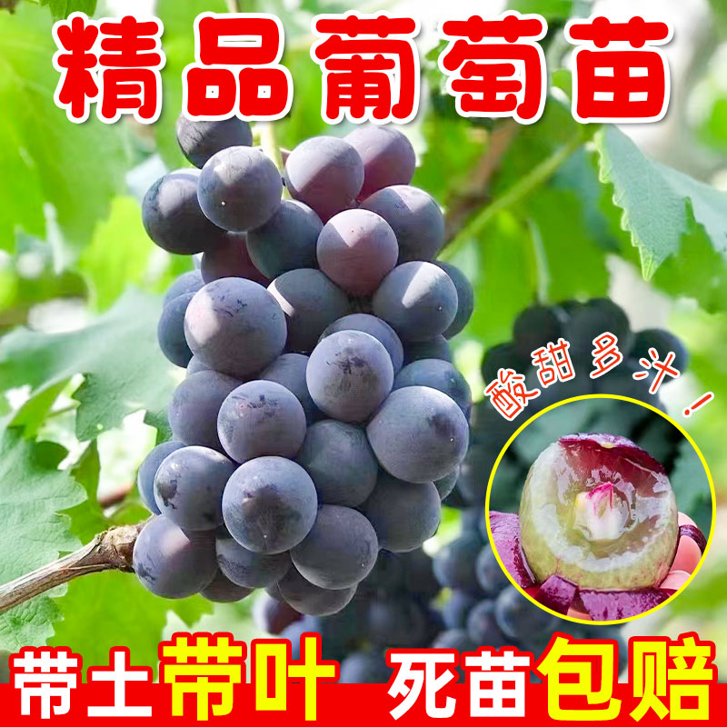 巨峰葡萄盆栽树苖阳光玫瑰