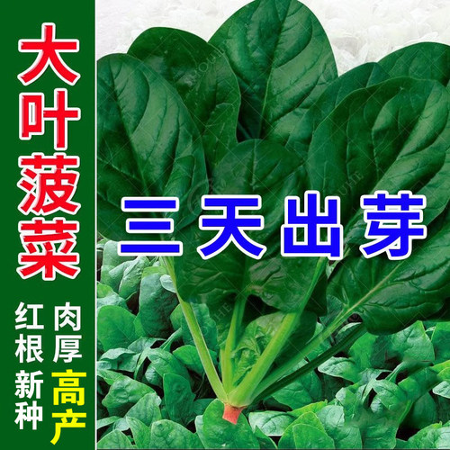 大叶菠菜种子四季阳台庭院蔬菜种