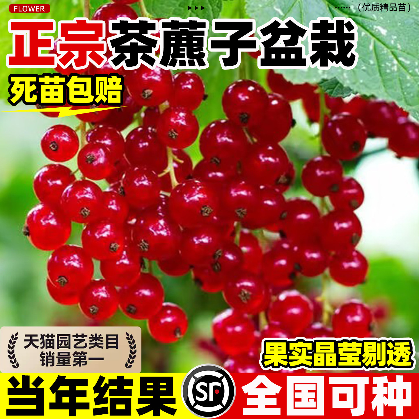 茶藨子盆栽黑加仑大苗庭院阳台红醋栗苗当年结果四季好养灯笼果苗