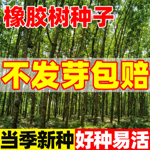 橡胶树种子砍烧柴火木青冈栎树橡子栗茧蒙古栎红橡树种子娜塔栎籽