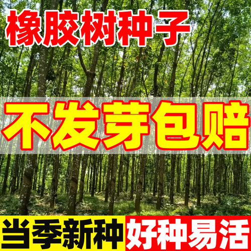 橡胶树种子四季种植庭院护坡花卉