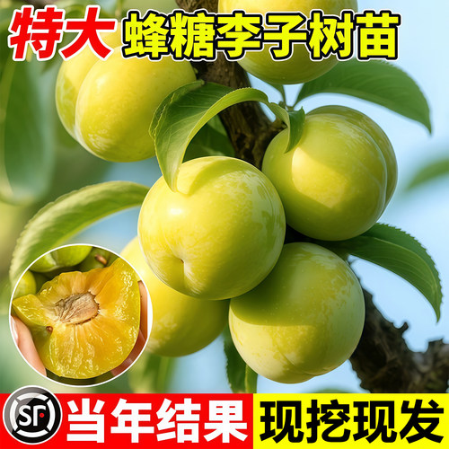 贵州六马正宗蜂糖李子树苗