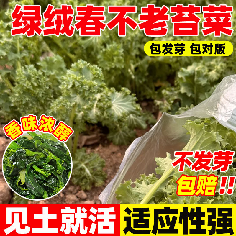 绿绒春不老苔菜种子四季种植易成