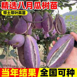 八月瓜苗果树苗无籽八月炸瓜果苗南方庭院四季九月黄树苗当年结果