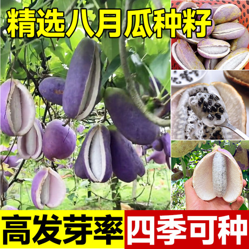 八月瓜种籽炸子贵州野生8