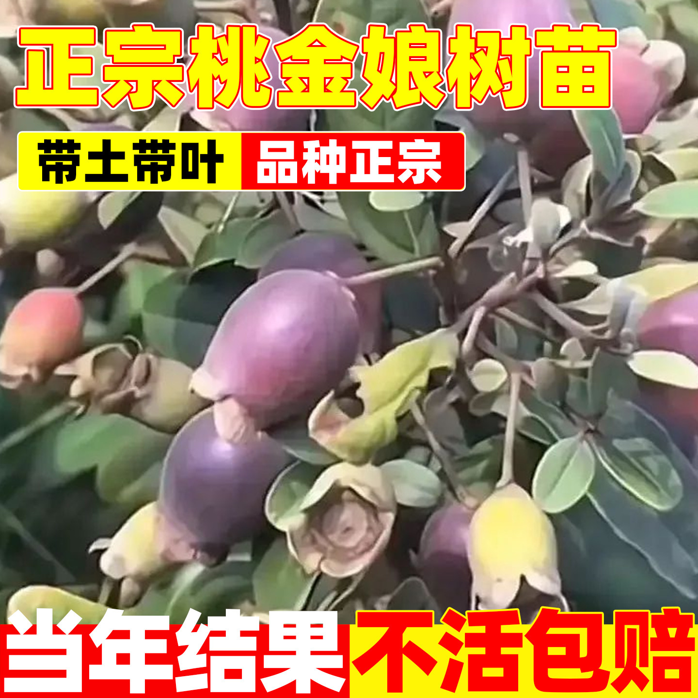 果树捻子树苗果苗苗乌稔苗桃金娘苗盆栽念子苗果树捻子果苗山捻子