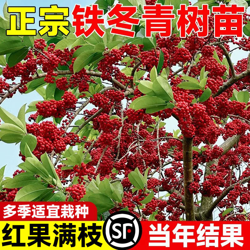 红果铁冬青树苗万紫千红四季常青图片