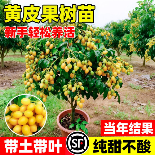 无核鸡心黄皮苗树纯甜嫁接黄皮