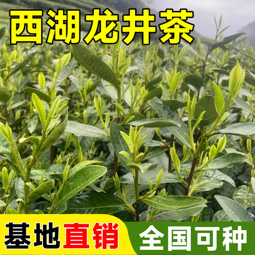 西湖龙井茶叶树苗南北种基地直销