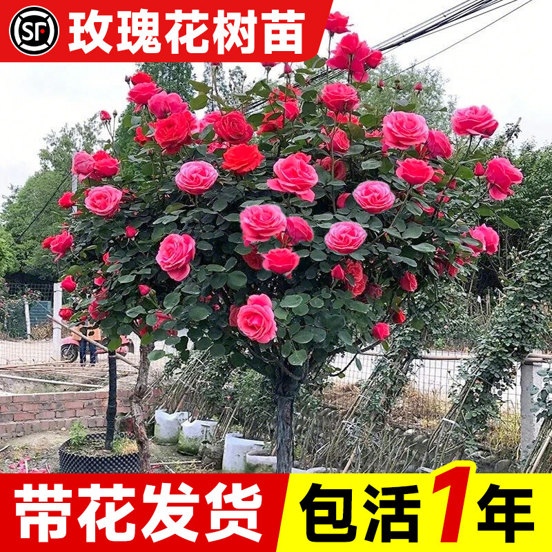 玫瑰花树苗带花苞特大号老桩巨图片