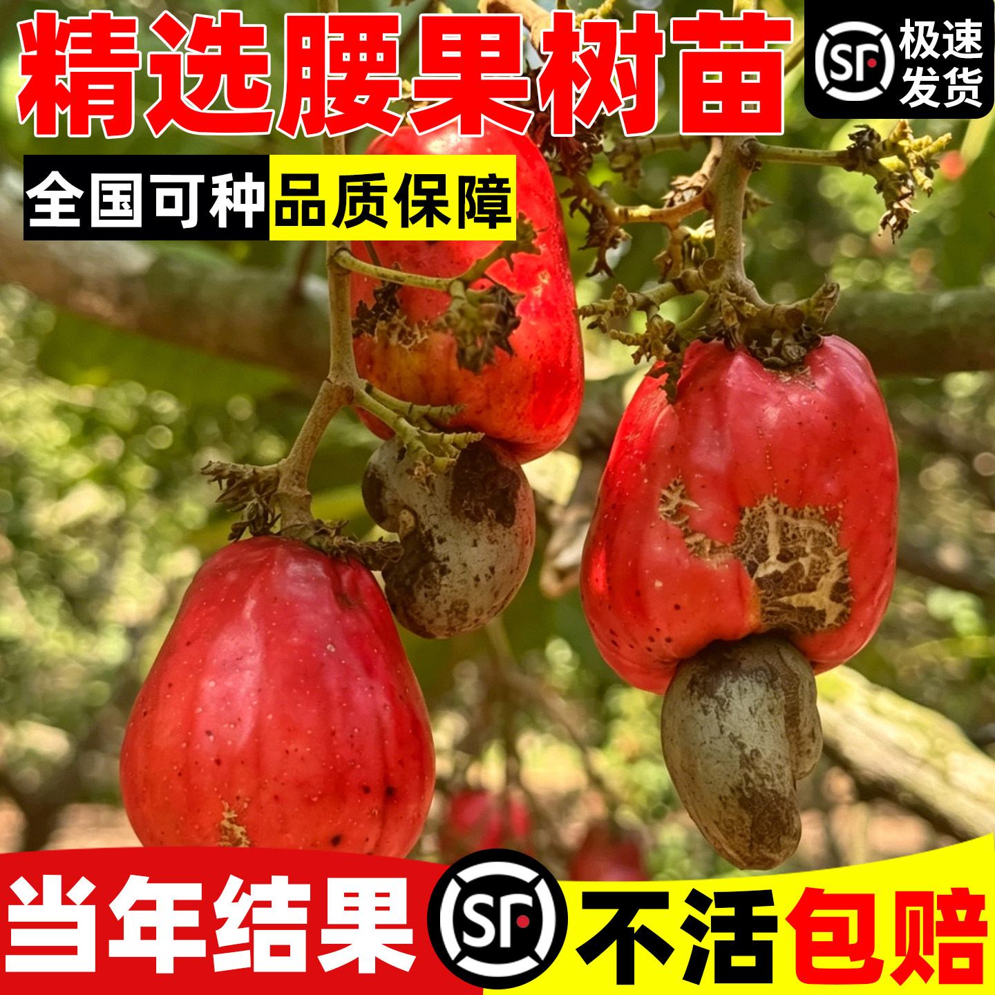 腰果树苗嫁接果树苗地栽盆栽树苗当年结果南方北方种植鸡腰果树苗