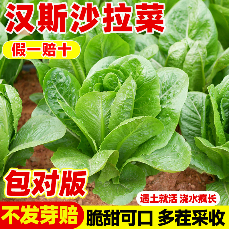 汉斯沙拉菜种籽四季种植易成活苗
