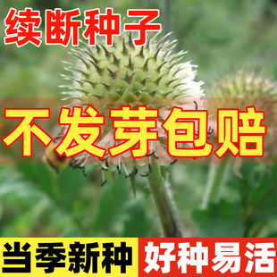 续断种子和尚头川断黑老鸦头南草龙豆小续断四季种植多年生中药材